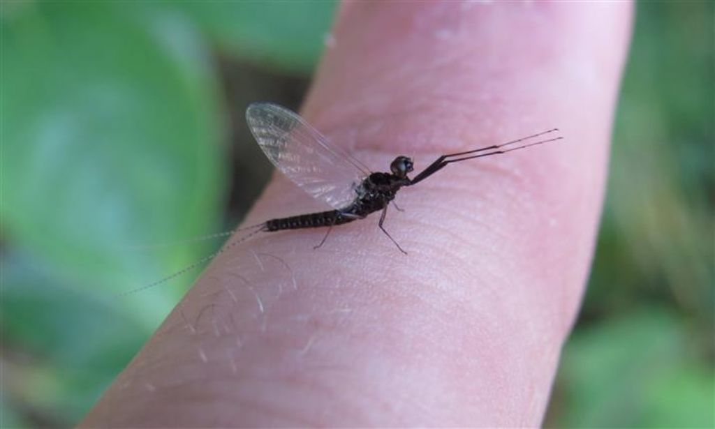 Ephemeroptera :  Leptophlebiidae